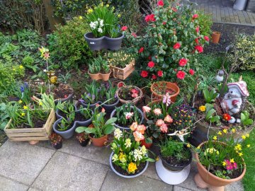 De planten bij Judy