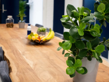 Sfeerbeeld plant op tafel